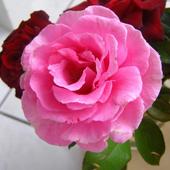 Róża   Piroschka - pachnąca   (Rosen Tantau - 1972)