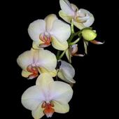 Storczyk - Phalaenopsis