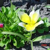 tulipan tarda