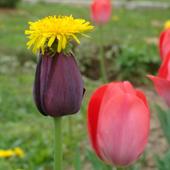 tulipomlecz