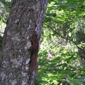 Wiewiórka Na Drzewi