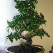 znow bonsai