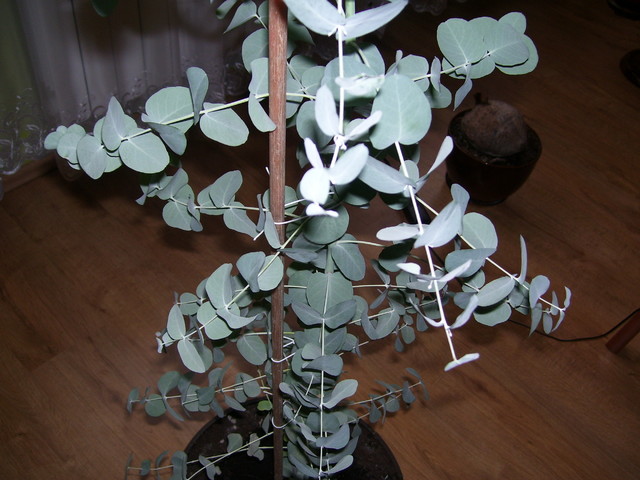 Eukaliptus Gunnii