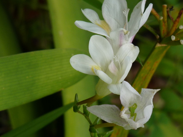 frezja(flora Madery)
