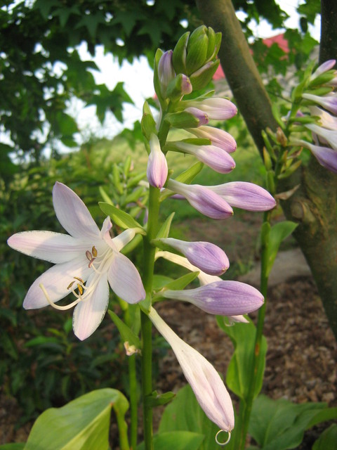 Hosta ‘Honeybells’- kwiat