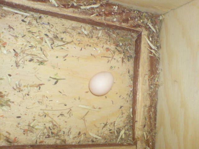 Jajeczko papużki falistej.
