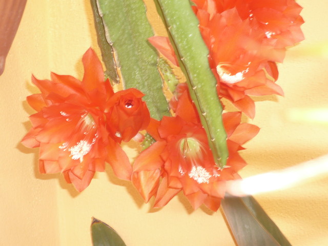 Kaktus epifilum 02.2010