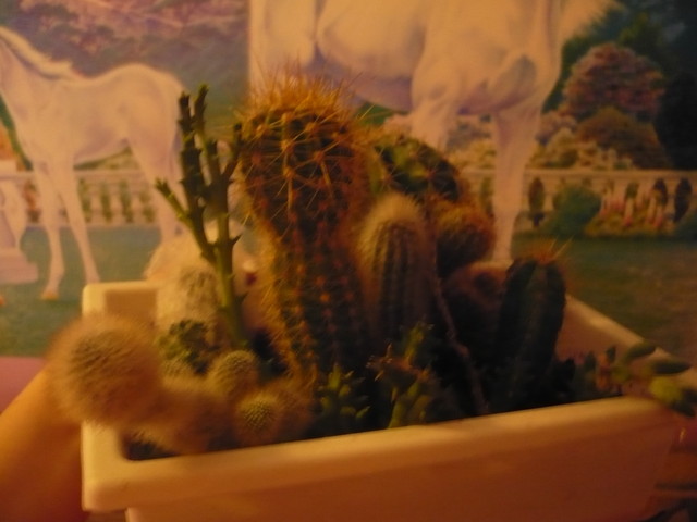 kaktusy mojej Kamilki:)