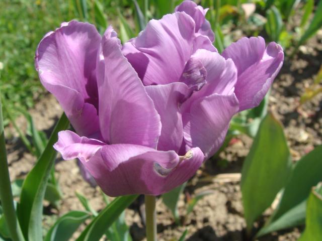 kolejny tulipanek