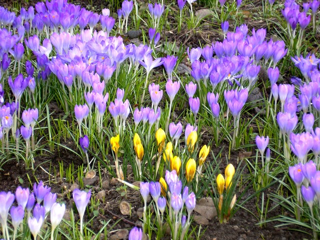Krokusy kwiaty wczesnej wiosny