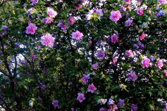 drzewo hibiscusa