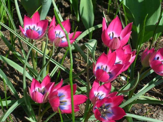 Moje ulubione tulipanki:)