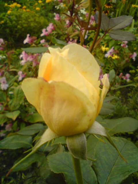 Pączek herbacianej róży