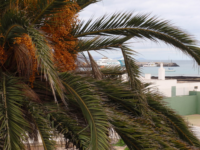 palma kanaryjska