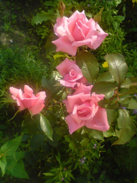 Róża :-)