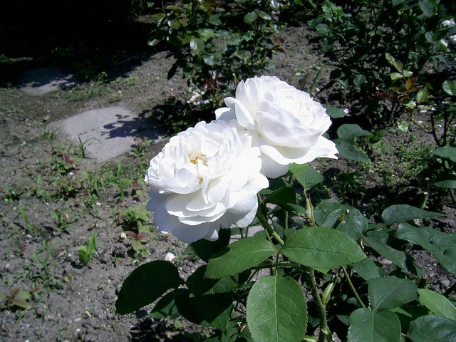 Róże białe