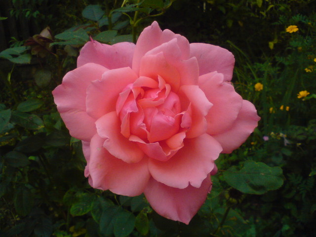Różowa