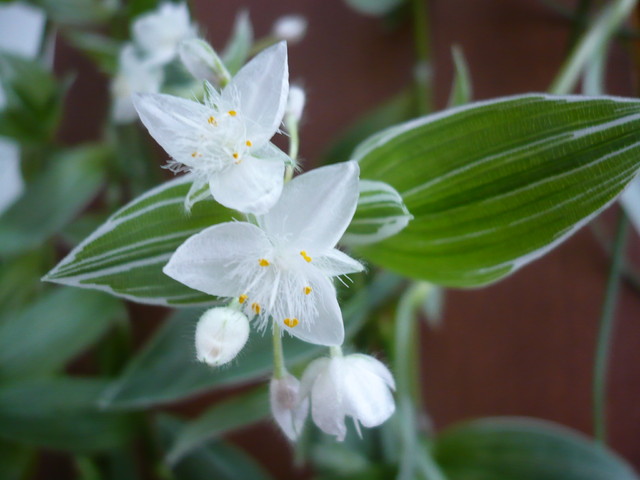 Tradescantia albiflora - Trzykrotka