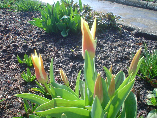 tulipan 03.2010.