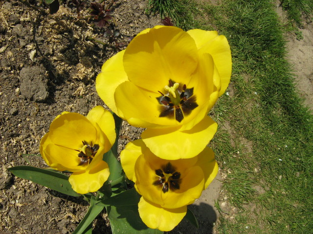 Tulipan mieszaniec Darwina 'Golden Apeldoorn' ,