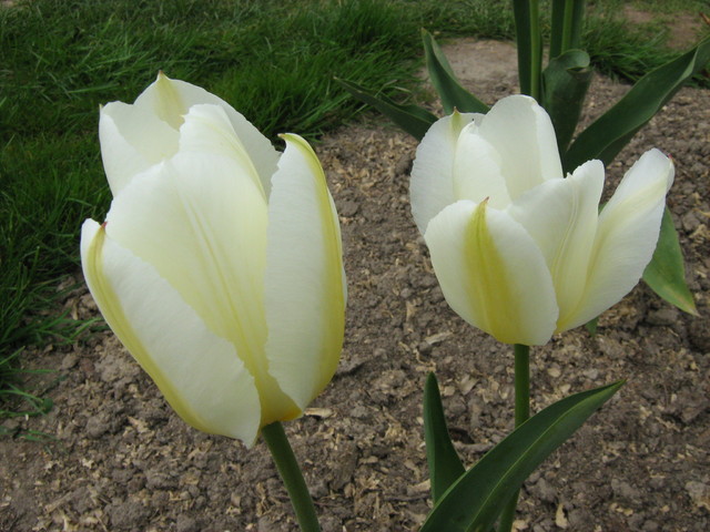 Tulipan Triumph 'White Dream'.
