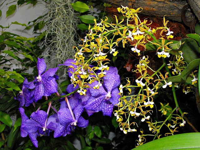 Wanda i Epidendrum