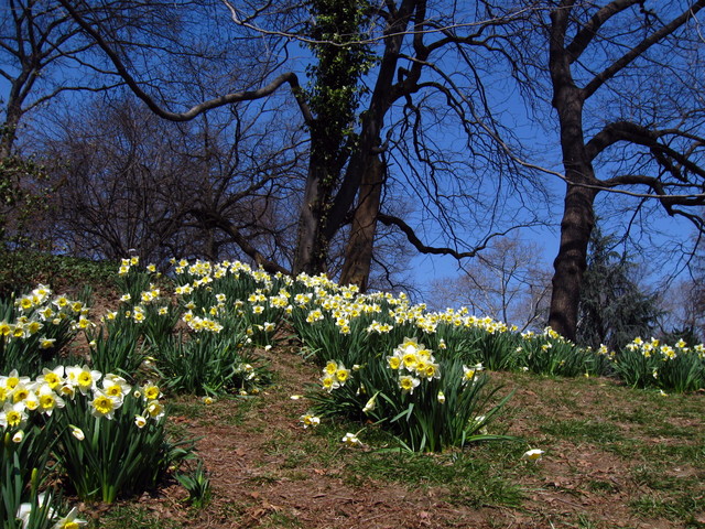 wiosna w Central Park - Nowy Jork