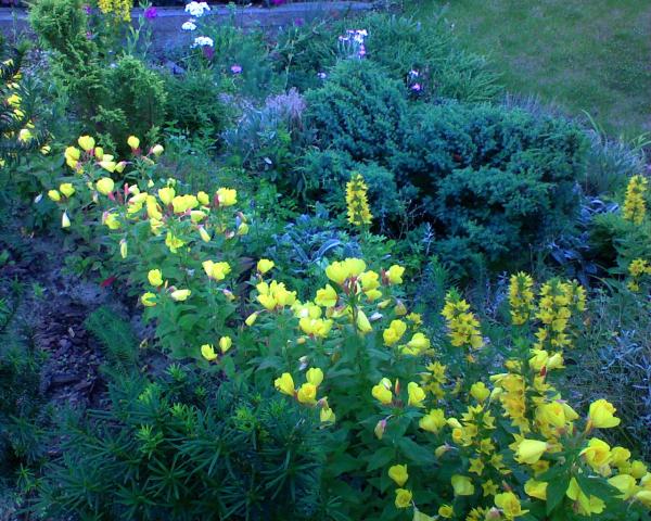wśród zieleni - dużo żółtych kolorków ....