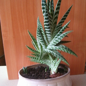 aloes pstry