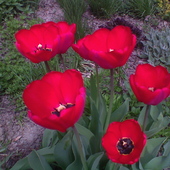 czerwone tulipanki