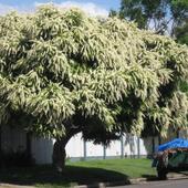 drzewo biale