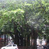 egzotyka-drzewo figowe w centrum Brisbane