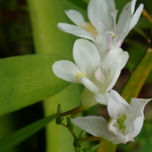 frezja(flora Madery)