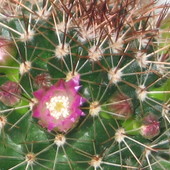 kaktusowy kwiatuszek