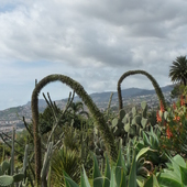 Kaktusy Madery