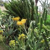 kaktusy Madery