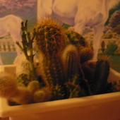 Kaktusy Mojej Kamilk