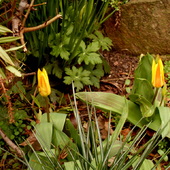 Miniaturki tulipków
