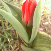 Mój pierwszy TEGOROCZNY  tulipan