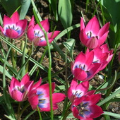 Moje ulubione tulipanki:)