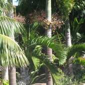 nasiona palmy - lisi ogon-