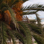 palma kanaryjska