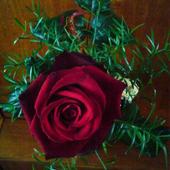 Róża :-)