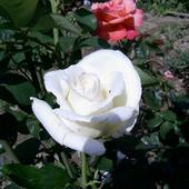 Róża biała