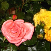 Roze Z Mojego Ogród