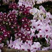Taiwan.Orchidee schow