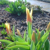 tulipan 03.2010.