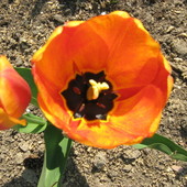 Tulipan mieszaniec Darwina  'Apeldoorn Elite'
