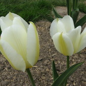 Tulipan Triumph 'White Dream'.