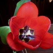 tulipan uśmiechnięty